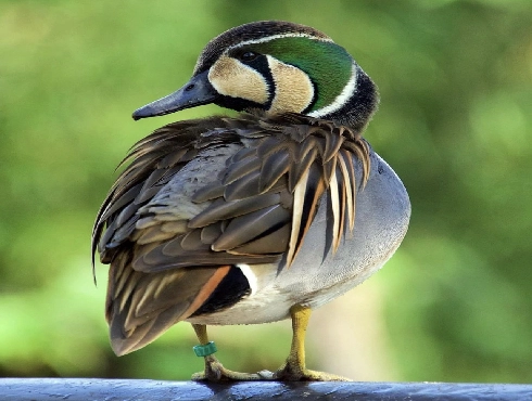 Baikal Teal